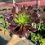 Aeonium Kilimanjaro - pote 14 - comprar online
