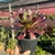 Aeonium Kilimanjaro - pote 14 - Fazenda das Suculentas