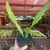Cacto orquídea - Epiphyllum - Fazenda das Suculentas