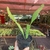 Cacto orquídea - Epiphyllum - loja online