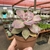 Graptoveria Snow White - pote 09 na internet