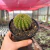 Notocactus Muricatos - Pote 11 - comprar online