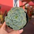 Echeveria Red Velvet - pote 09 - comprar online