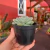 Echeveria Red Velvet - pote 09 - Fazenda das Suculentas