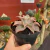 Echeveria Madiba - Fazenda das Suculentas