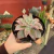 Echeveria Madiba na internet
