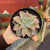 Echeveria Madiba - comprar online