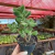 Cotyledon Tomentosa - Pata de Urso na internet