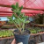 Cotyledon Tomentosa - Pata de Urso - comprar online
