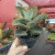 Kalanchoe Beharensis - Colher de Pedreiro - comprar online