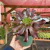 Aeonium Kilimanjaro - pote 14 - Fazenda das Suculentas