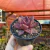 Echeveria Agavoides Red Leaf na internet