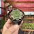Sempervivum Tectorum - Pote 06 - Fazenda das Suculentas