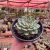 Echeveria Chihuahuensis - cuia 17 - Fazenda das Suculentas