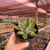 Echeveria Agavoides Morgain - pote 09 na internet