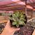 Echeveria Agavoides Morgain - pote 09 - comprar online