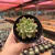 Echeveria Swallow - comprar online