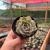 Echeveria Apus - comprar online