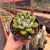 Echeveria Setosa - comprar online