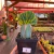 Echinopsis Pachanoi Cristata - n08 - Fazenda das Suculentas