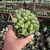 Wild Cereus Cristata - comprar online