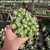Wild Cereus Cristata