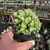Wild Cereus Cristata na internet