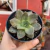 Echeveria Xichuensis - Pote 09 - Fazenda das Suculentas