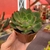 Echeveria Yang jin na internet