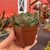Echeveria Yang jin - Fazenda das Suculentas