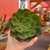 Echeveria Yang jin - comprar online