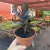 Zamioculca Preta - Black - Pote 11 - comprar online