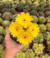 Cactos que Florescem logo