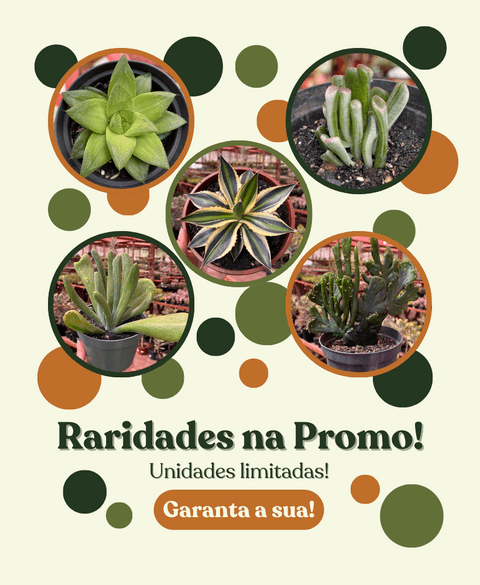 Carrossel 1