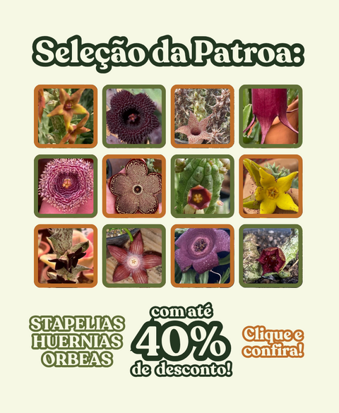 Carrossel 1
