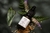 Kit Autocuidado: Blend multifuncional + Gua Sha - comprar online
