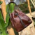 Bolsa Goyazes em Couro Legítimo Atlanta Caramelo e Pit Stop Café - B-2507-4 - comprar online