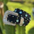 CINTO MASTER INF FEMININO PRETO COM PEDRARIA AZUL