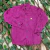 COMBO PAI E FILHA - CAMISA PINK - comprar online