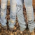 Calça Zenz Jeans Las Cruces - Country Style | Loja Online de Moda Country Masculina e Feminina