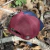 BONÉ TUFF MARINHO/VINHO LOGO BEGE RETANGULO - 8693 - comprar online