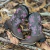 BOTA TEXANA FEMININA CRUZ ROSA PINK - JULIA