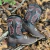 COMBO CAUE - Country Style | Loja Online de Moda Country Masculina e Feminina
