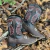 BOTA TEXANA TEX TEAM CARA DE BOI CAFÉ - LARANJA