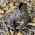 BOTA TEXANA FEMININA CRUZ DOURADA - comprar online