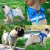 Coleira Peitoral Para Cachorro Pet Colete Refletivo + Guia na internet