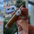 Robusto colorado en internet