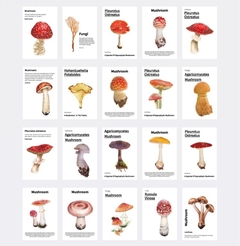 Kit de Papéis - Mushroom Song - comprar online