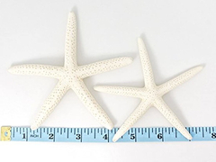 Estrellas De Mar De Color Blanco en internet