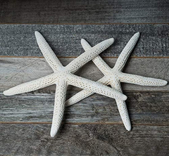 Estrellas De Mar De Color Blanco - Danielle's Store